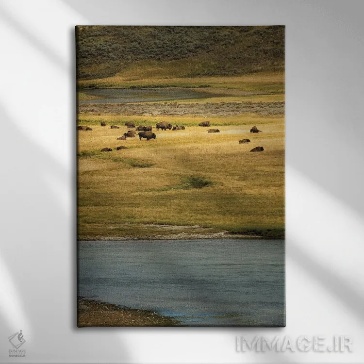 تابلو دکوراتیو چمنزار بوفالو ۲ اثر دنیس فراتس - نمای روبهرو روی دیوار