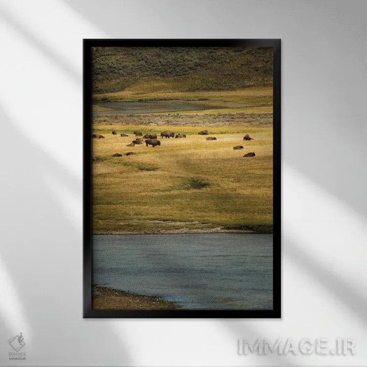 تابلو دکوراتیو چمنزار بوفالو ۲ اثر دنیس فراتس - نمای قابدار مشکی