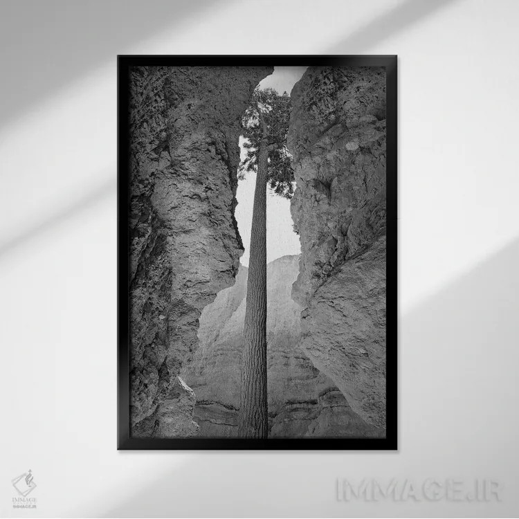 تابلو دکوراتیو قابی از درختان اثر دنیس فراتس - نمای قابدار مشکی