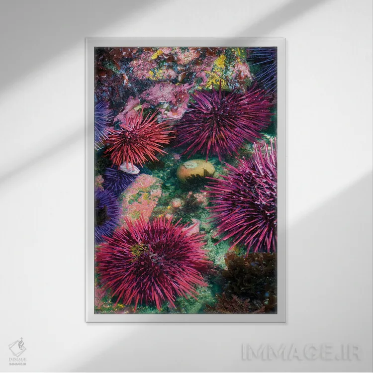 تابلو دکوراتیو آبگیر جزر و مدی سه اثر دنیس فراتس - نمای قابدار سفید