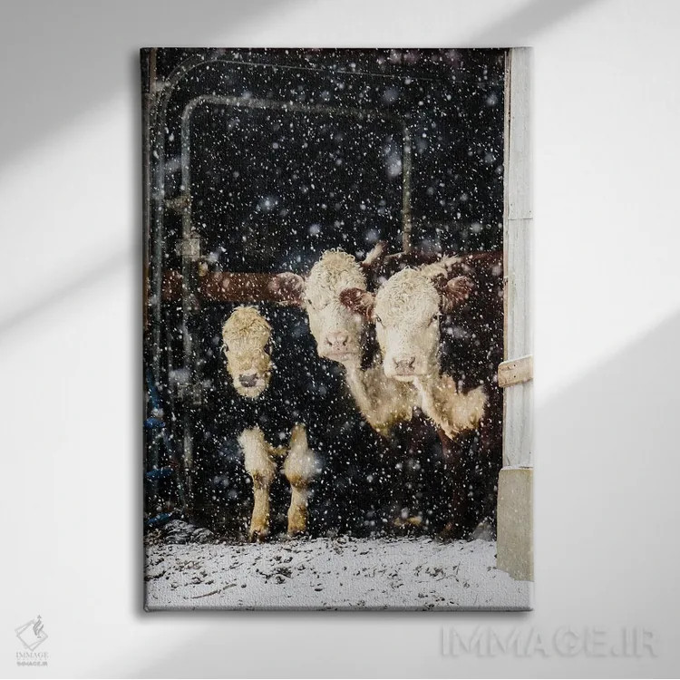 تابلو دکوراتیو سه گاو اثر دبرا اوبرتانک - نمای روبهرو روی دیوار