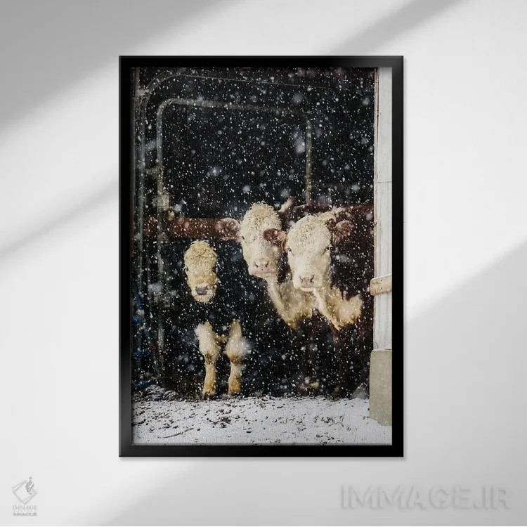 تابلو دکوراتیو سه گاو اثر دبرا اوبرتانک - نمای قابدار مشکی