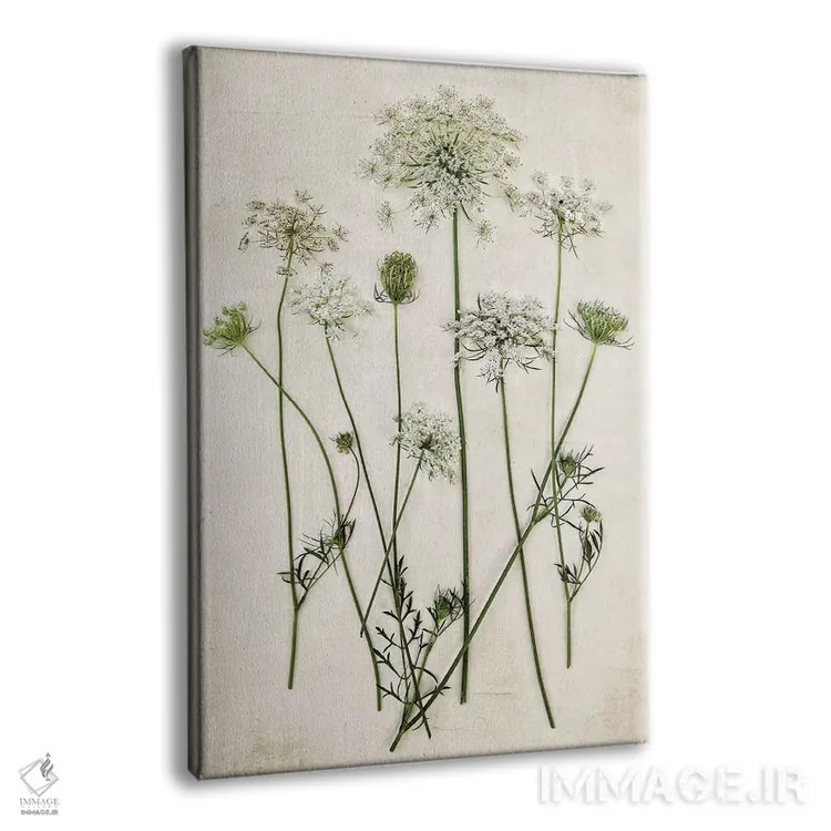 تابلو مدرن گیاه ملکه آن اثر دبرا اوبرتانک - نمای پرسپکتیو محصول