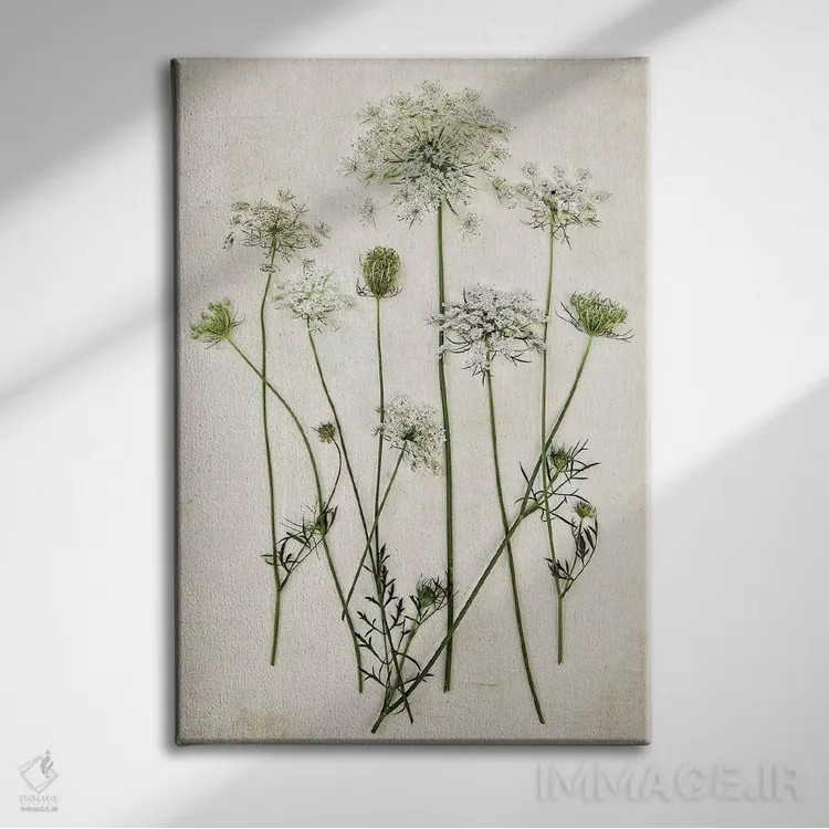 تابلو مدرن گیاه ملکه آن اثر دبرا اوبرتانک - نمای روبهرو روی دیوار