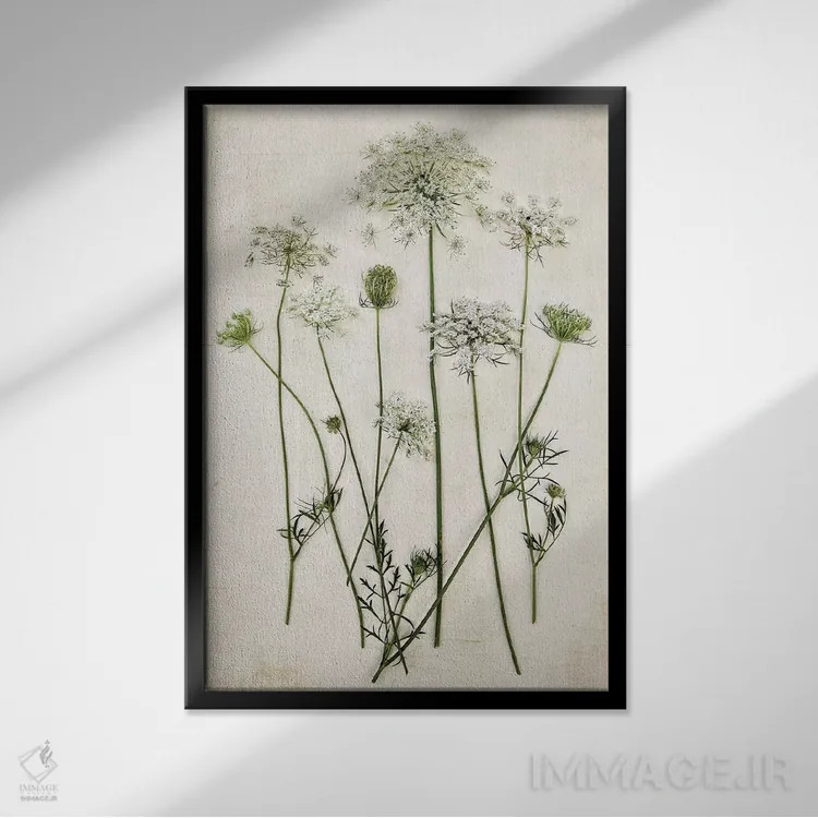 تابلو مدرن گیاه ملکه آن اثر دبرا اوبرتانک - نمای قابدار مشکی