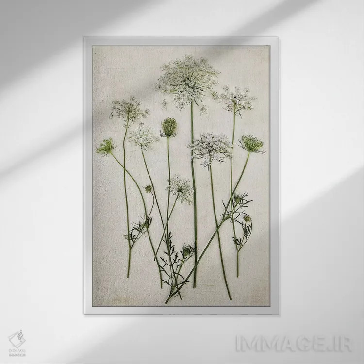 تابلو مدرن گیاه ملکه آن اثر دبرا اوبرتانک - نمای قابدار سفید