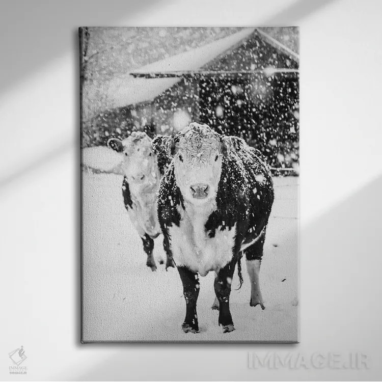 تابلو دکوراتیو زمستان سفید در مزرعه اثر دبرا اوبرتانک - نمای روبهرو روی دیوار