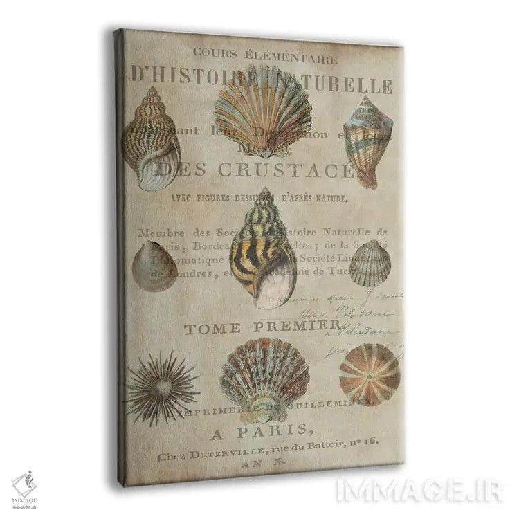 تابلو دکوراتیو مجموعه صدف I اثر دبورا دوولیه - نمای پرسپکتیو محصول