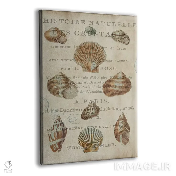 تابلو دکوراتیو مجموعه صدف II اثر دبورا دوولیه - نمای پرسپکتیو محصول