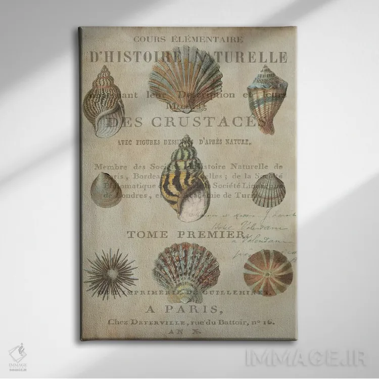 تابلو دکوراتیو مجموعه صدف I اثر دبورا دوولیه - نمای روبهرو روی دیوار