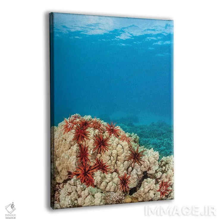تابلو دکوراتیو abundantly clustered on a Hawaiian coral head,خارپوستان م… اثر دیوید فلیتهام - نمای پرسپکتیو محصول