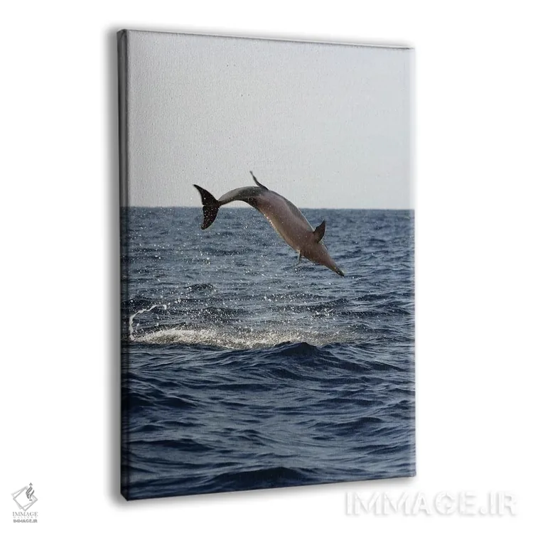 تابلو دکوراتیو Stenella Longirostris, Performs An Aerobatic Leap In The… اثر دیوید فلیتهام - نمای پرسپکتیو محصول