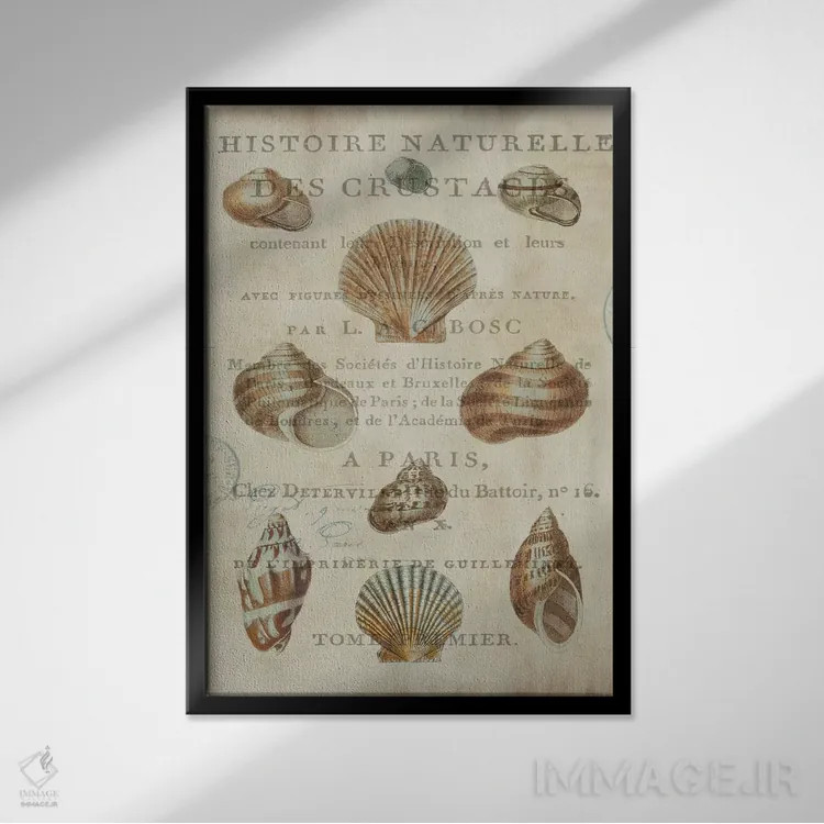 تابلو دکوراتیو مجموعه صدف II اثر دبورا دوولیه - نمای قابدار مشکی