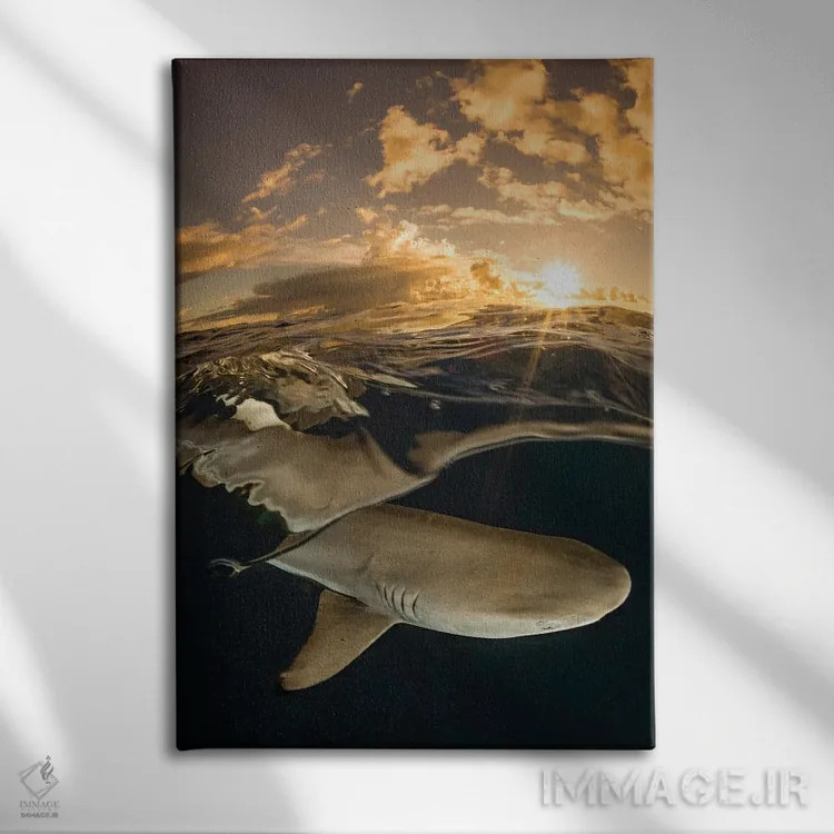 تابلو دکوراتیو Micronesia,کوسه مرجانی دم سیاه در غروب، جزیره یاپ، میکرون… اثر دیوید فلیتهام - نمای روبهرو روی دیوار