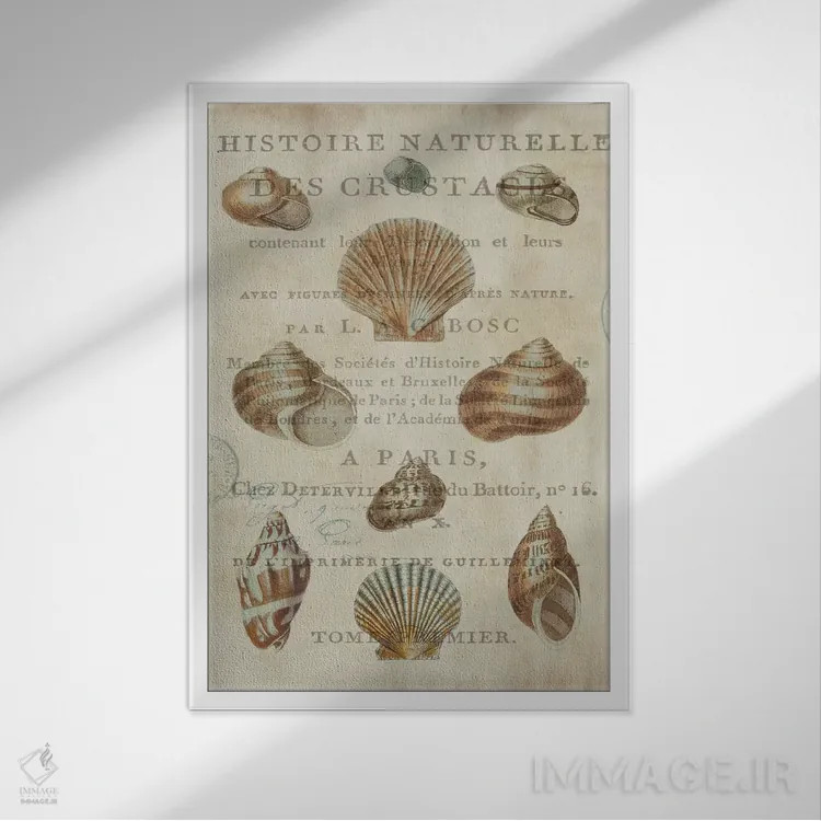 تابلو دکوراتیو مجموعه صدف II اثر دبورا دوولیه - نمای قابدار سفید