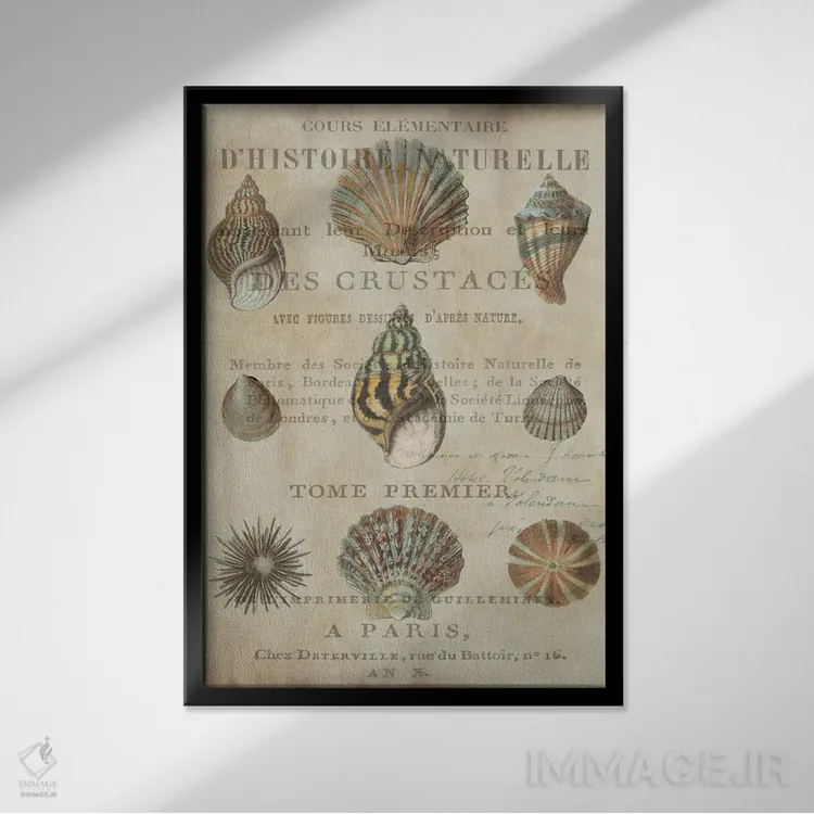 تابلو دکوراتیو مجموعه صدف I اثر دبورا دوولیه - نمای قابدار مشکی