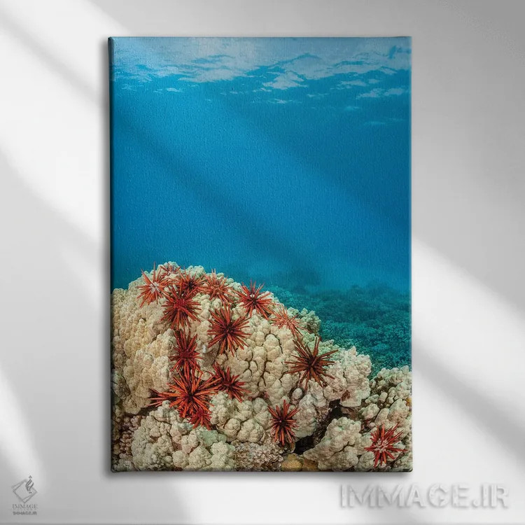 تابلو دکوراتیو abundantly clustered on a Hawaiian coral head,خارپوستان م… اثر دیوید فلیتهام - نمای روبهرو روی دیوار