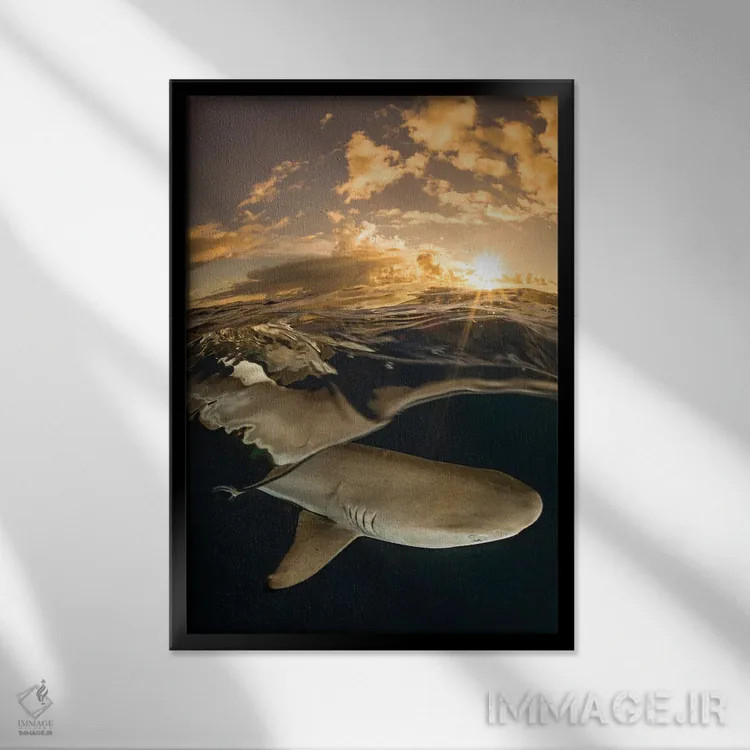 تابلو دکوراتیو Micronesia,کوسه مرجانی دم سیاه در غروب، جزیره یاپ، میکرون… اثر دیوید فلیتهام - نمای قابدار مشکی