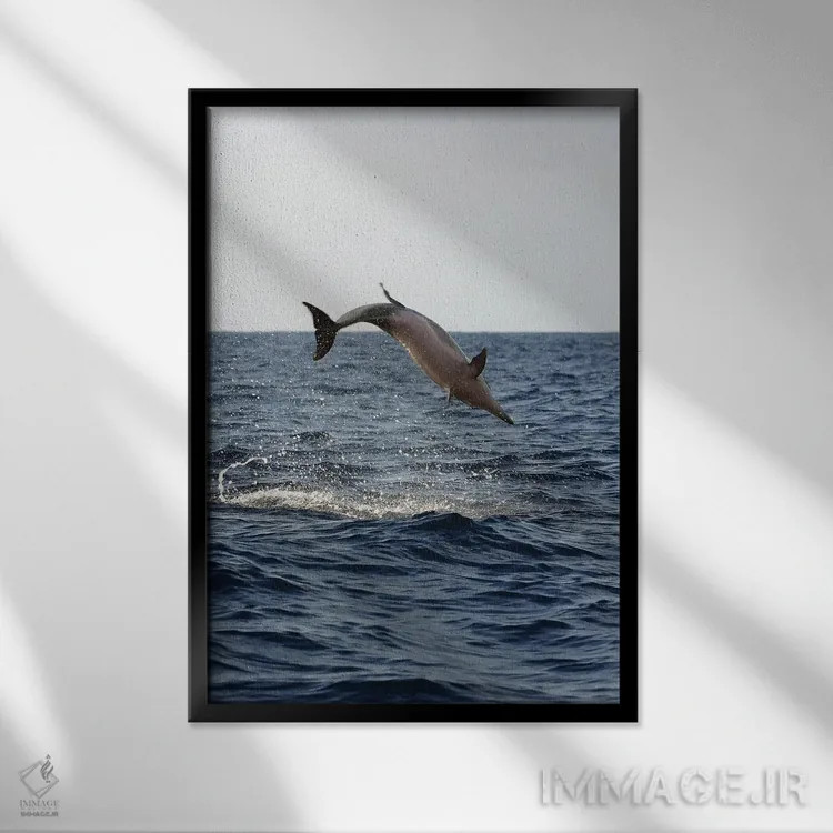 تابلو دکوراتیو Stenella Longirostris, Performs An Aerobatic Leap In The… اثر دیوید فلیتهام - نمای قابدار مشکی