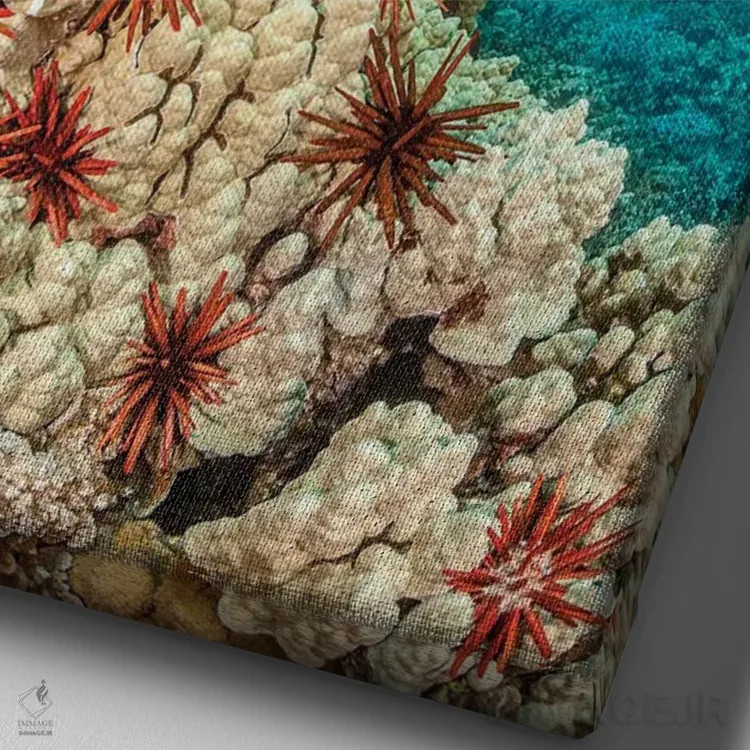 تابلو دکوراتیو abundantly clustered on a Hawaiian coral head,خارپوستان م… اثر دیوید فلیتهام - نمای نزدیک بافت بوم