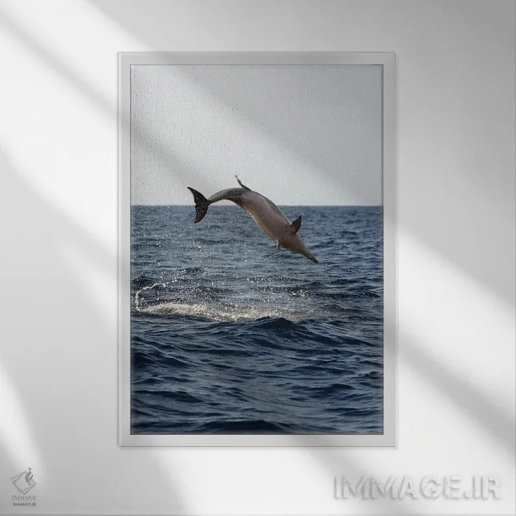 تابلو دکوراتیو Stenella Longirostris, Performs An Aerobatic Leap In The… اثر دیوید فلیتهام - نمای قابدار سفید