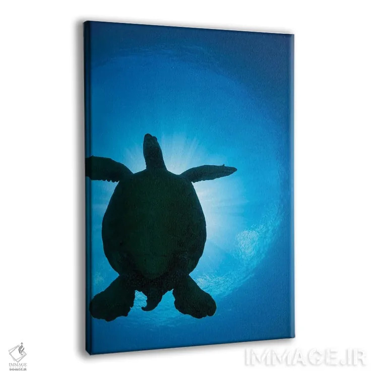 تابلو دکوراتیو Chelonia Mydas, Passes Overhead,سایه یک لاک پشت سبز دریای… اثر دیوید فلیتهام - نمای پرسپکتیو محصول