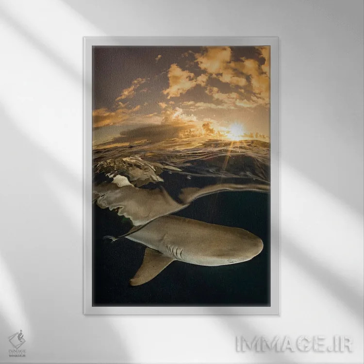 تابلو دکوراتیو Micronesia,کوسه مرجانی دم سیاه در غروب، جزیره یاپ، میکرون… اثر دیوید فلیتهام - نمای قابدار سفید