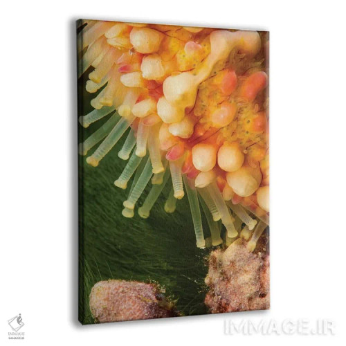 تابلو دکوراتیو Echinaster Callosus, Yap, Micronesia,نمای نزدیک از پاهای… اثر دیوید فلیتهام - نمای پرسپکتیو محصول