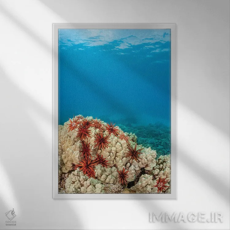 تابلو دکوراتیو abundantly clustered on a Hawaiian coral head,خارپوستان م… اثر دیوید فلیتهام - نمای قابدار سفید