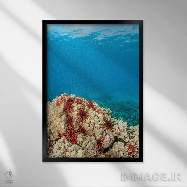 تابلو دکوراتیو abundantly clustered on a Hawaiian coral head,خارپوستان م… اثر دیوید فلیتهام - نمای قابدار مشکی