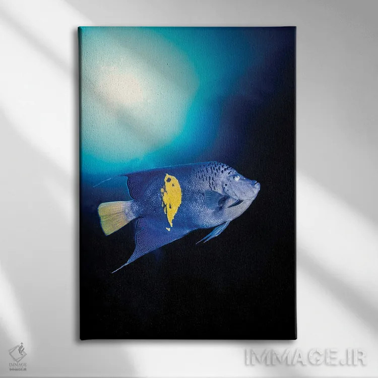 تابلو دکوراتیو Pomacanthus Maculosus, Red Sea, Egypt,یک ماهی فرشته ای بل… اثر دیوید فلیتهام - نمای روبهرو روی دیوار