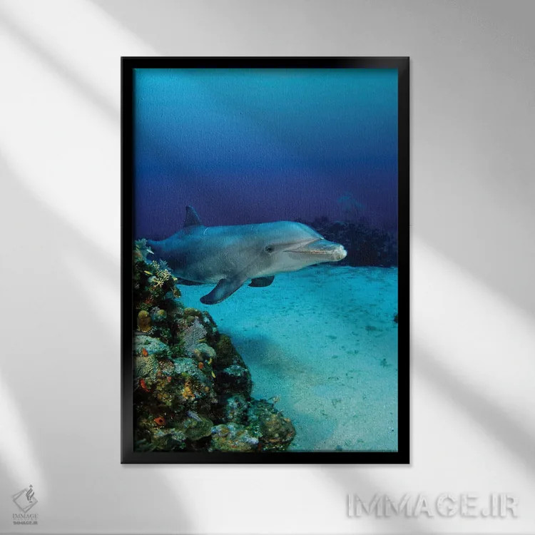 تابلو دکوراتیو Bahamas,مادر و بچه دلفین پوزه بطری آتلانتیک ، باهاما اثر دیوید فلیتهام - نمای قابدار مشکی