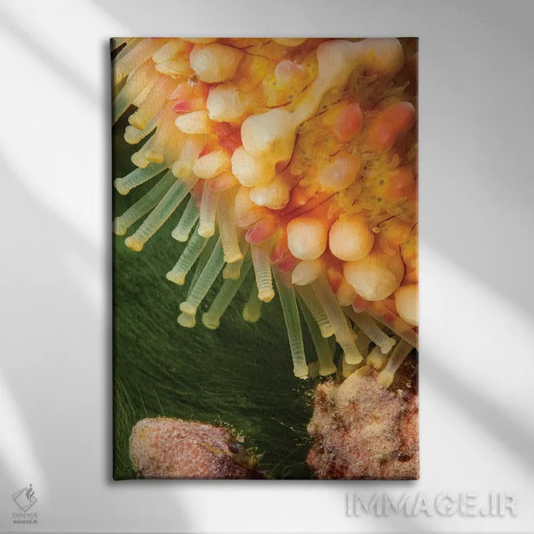 تابلو دکوراتیو Echinaster Callosus, Yap, Micronesia,نمای نزدیک از پاهای… اثر دیوید فلیتهام - نمای روبهرو روی دیوار