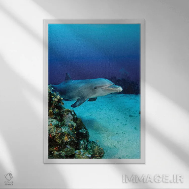 تابلو دکوراتیو Bahamas,مادر و بچه دلفین پوزه بطری آتلانتیک ، باهاما اثر دیوید فلیتهام - نمای قابدار سفید