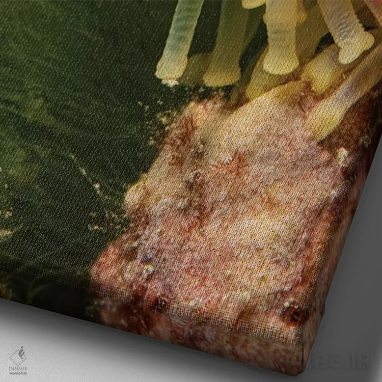 تابلو دکوراتیو Echinaster Callosus, Yap, Micronesia,نمای نزدیک از پاهای… اثر دیوید فلیتهام - نمای نزدیک بافت بوم