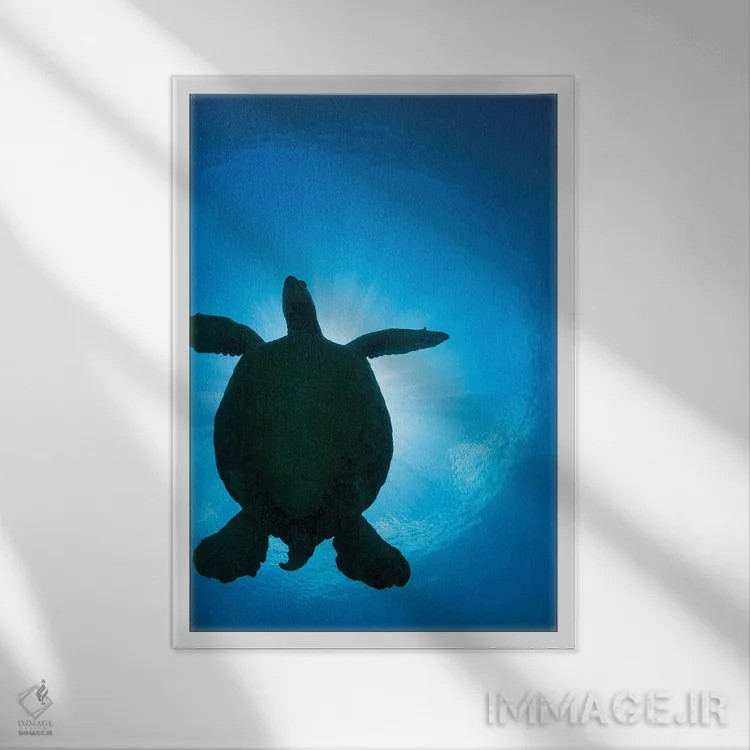 تابلو دکوراتیو Chelonia Mydas, Passes Overhead,سایه یک لاک پشت سبز دریای… اثر دیوید فلیتهام - نمای قابدار سفید