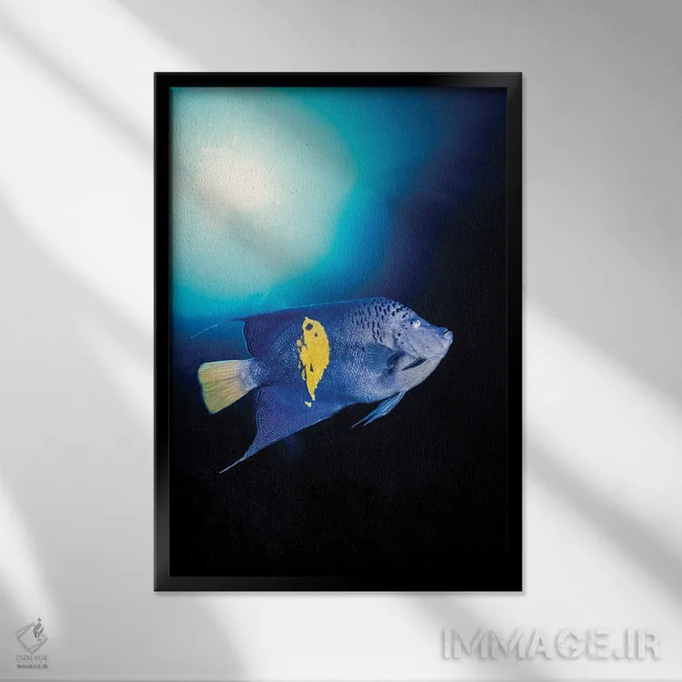 تابلو دکوراتیو Pomacanthus Maculosus, Red Sea, Egypt,یک ماهی فرشته ای بل… اثر دیوید فلیتهام - نمای قابدار مشکی
