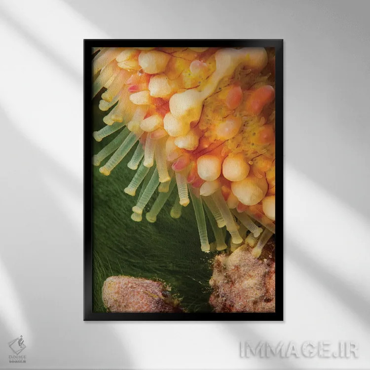 تابلو دکوراتیو Echinaster Callosus, Yap, Micronesia,نمای نزدیک از پاهای… اثر دیوید فلیتهام - نمای قابدار مشکی