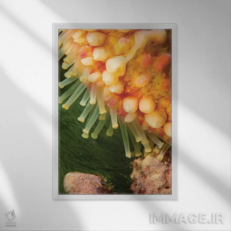 تابلو دکوراتیو Echinaster Callosus, Yap, Micronesia,نمای نزدیک از پاهای… اثر دیوید فلیتهام - نمای قابدار سفید