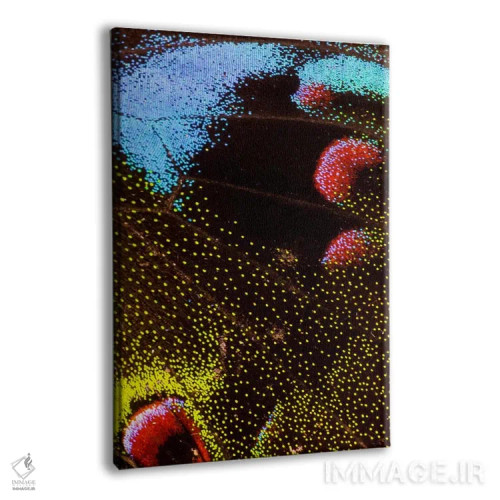 تابلو دکوراتیو عکاسی ماکرو از بال پروانه III اثر دارل گالین - نمای پرسپکتیو محصول