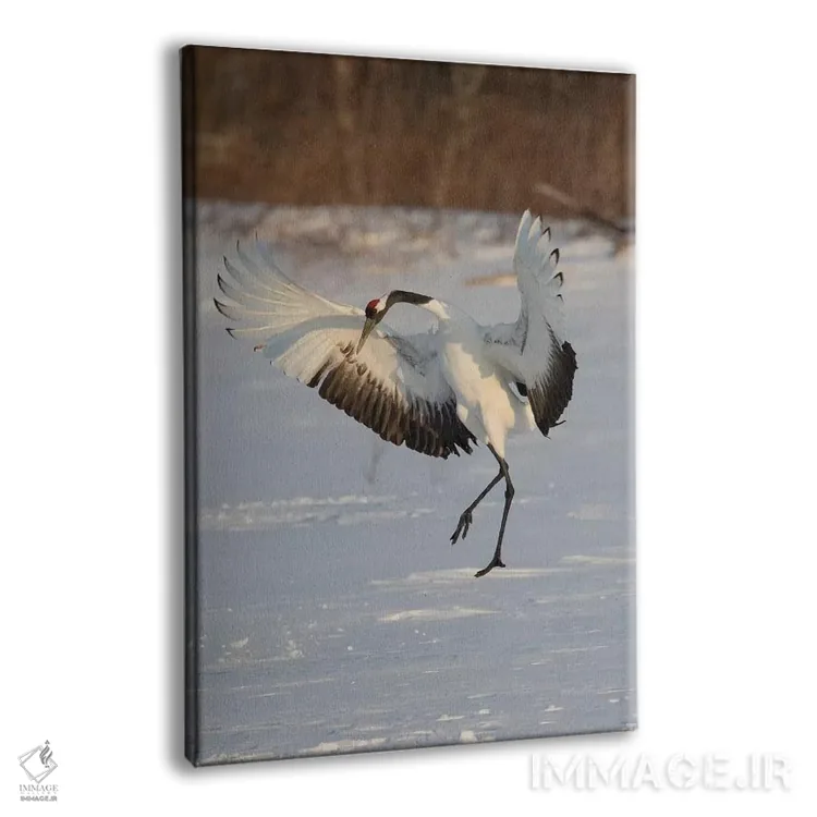 تابلو دکوراتیو Japan,درنای تاج سرخ کمیاب در جزیره شمالی هوکایدو، ژاپن اثر دارل گالین - نمای پرسپکتیو محصول