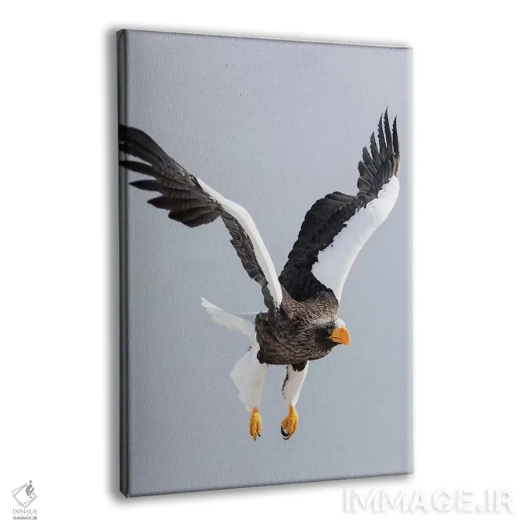 تابلو دکوراتیو Hokkaido, Japan.,عقاب دریایی استلر در حال پرواز. زمستان گذرا… اثر دارل گالین - نمای پرسپکتیو محصول