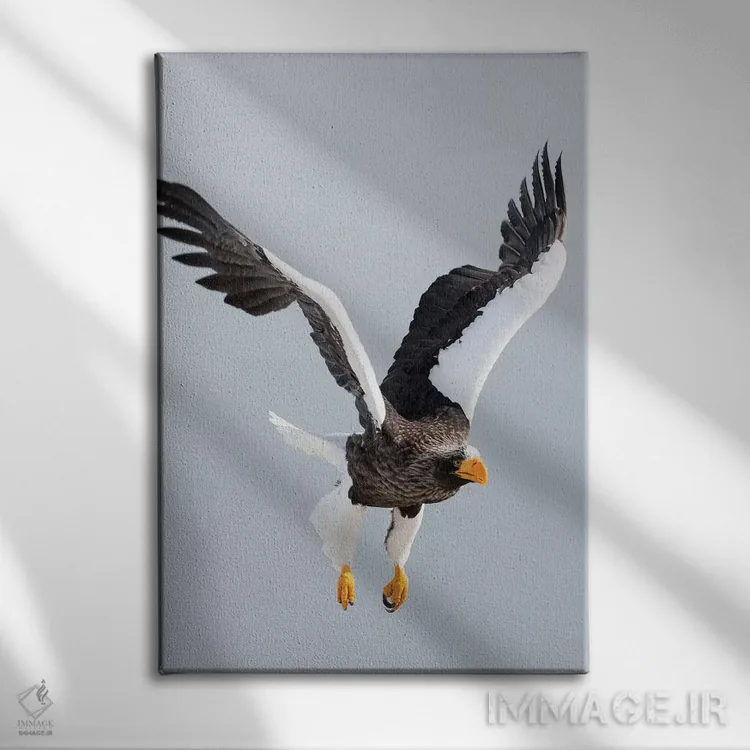 تابلو دکوراتیو Hokkaido, Japan.,عقاب دریایی استلر در حال پرواز. زمستان گذرا… اثر دارل گالین - نمای روبهرو روی دیوار