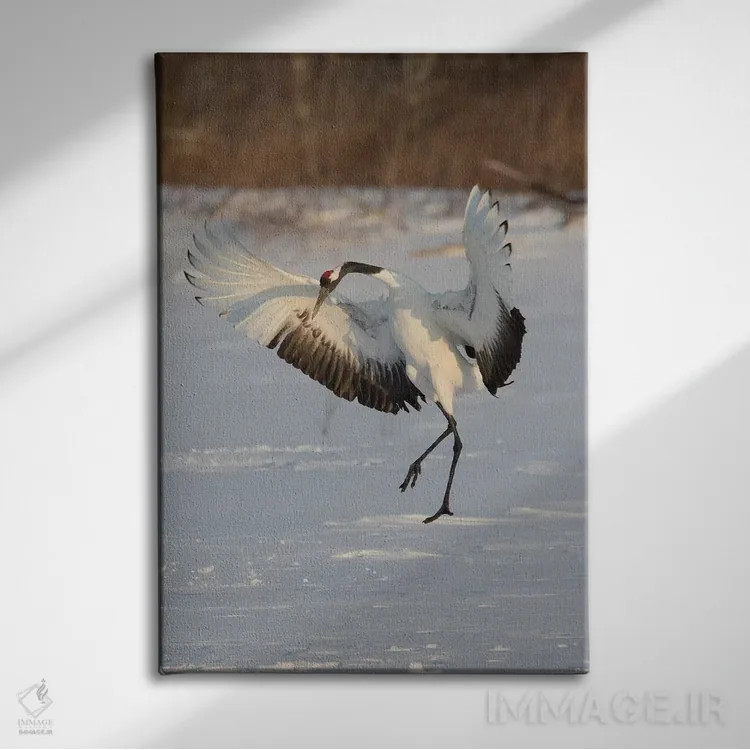 تابلو دکوراتیو Japan,درنای تاج سرخ کمیاب در جزیره شمالی هوکایدو، ژاپن اثر دارل گالین - نمای روبهرو روی دیوار