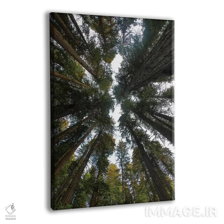 تابلو دکوراتیو Del Norte Coast Redwoods State Park, California,نگاه به جنگل… اثر دارل گالین - نمای پرسپکتیو محصول