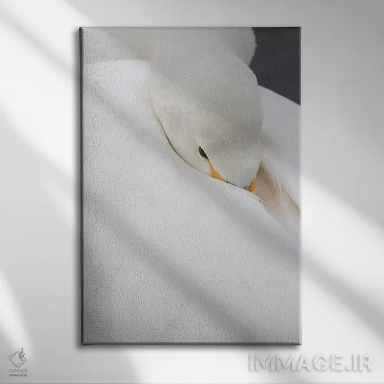 تابلو دکوراتیو Hokkaido,قوهای آوازخوان روی دریاچه یخ زده کوشارو، هوکایدو اثر دارل گالین - نمای روبهرو روی دیوار