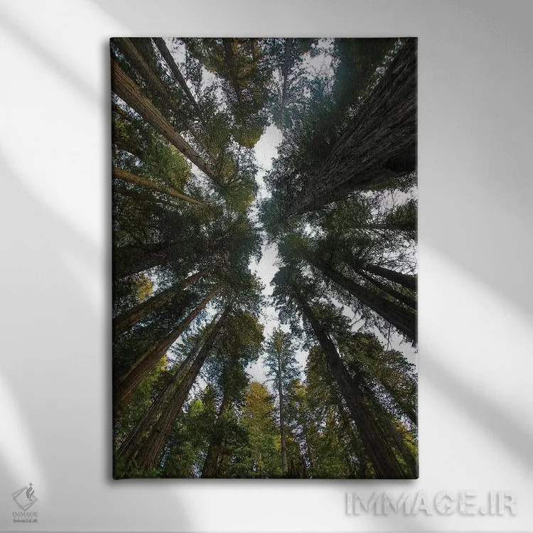 تابلو دکوراتیو Del Norte Coast Redwoods State Park, California,نگاه به جنگل… اثر دارل گالین - نمای روبهرو روی دیوار