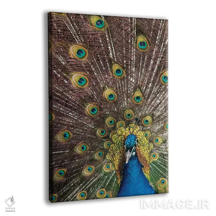 تابلو دکوراتیو Oregon, Tillamook Peacock Displaying Tail Feathers,آمریکا، ا… اثر دارل گالین - نمای پرسپکتیو محصول