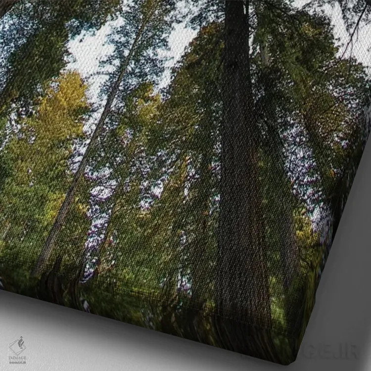 تابلو دکوراتیو Del Norte Coast Redwoods State Park, California,نگاه به جنگل… اثر دارل گالین - نمای نزدیک بافت بوم