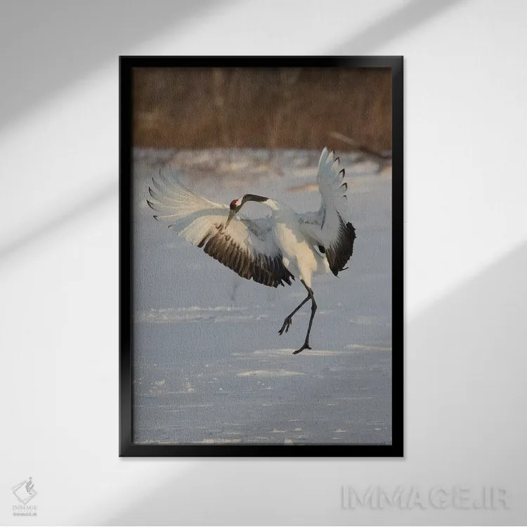 تابلو دکوراتیو Japan,درنای تاج سرخ کمیاب در جزیره شمالی هوکایدو، ژاپن اثر دارل گالین - نمای قابدار مشکی